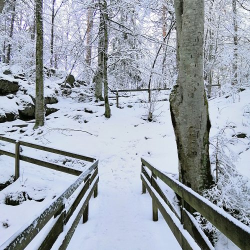 picture of forest under heavy snow with trees and wooden fences at the center