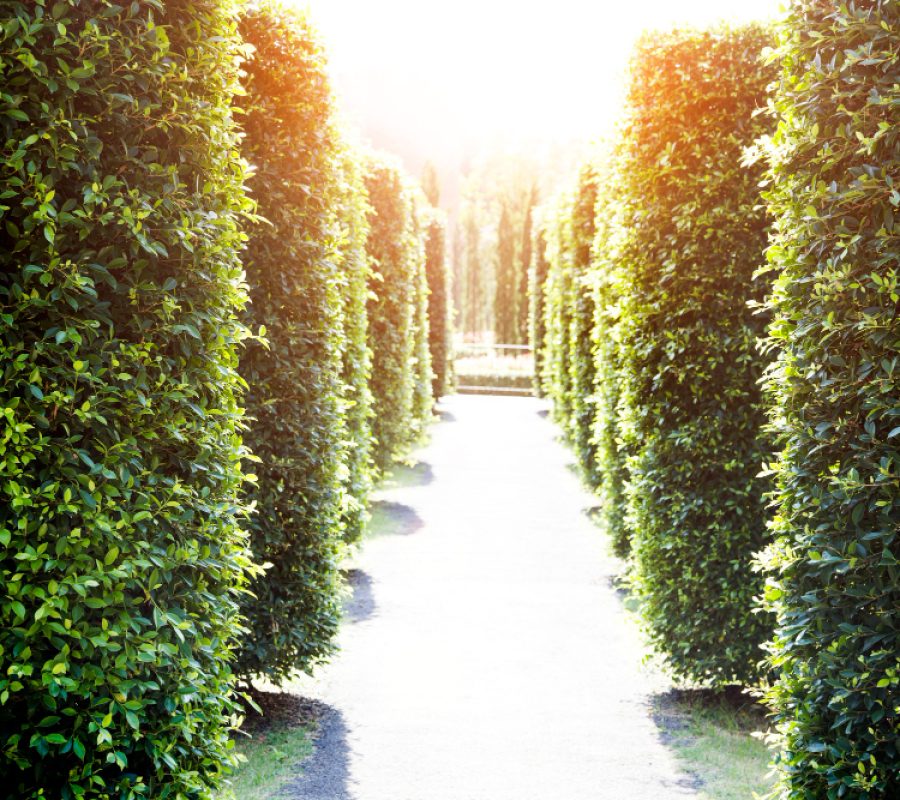 front picture of trees on a row with natural sun light