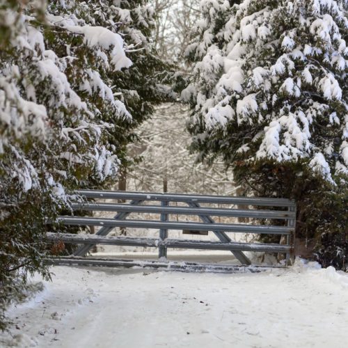 picture of tree and a fence at the center under snow